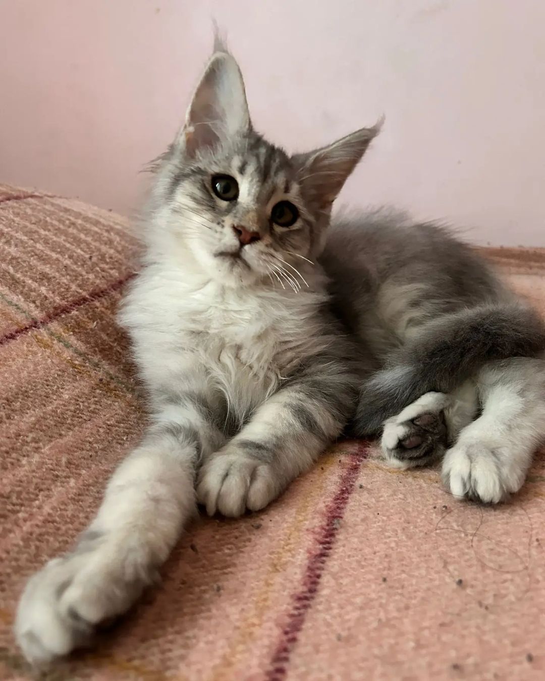 Gatito
