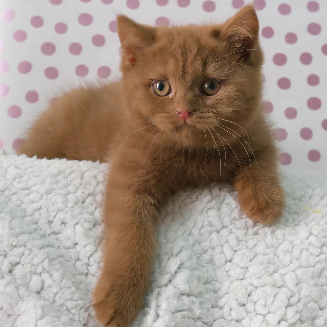 Mateo