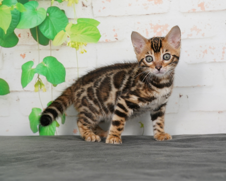 Jefe