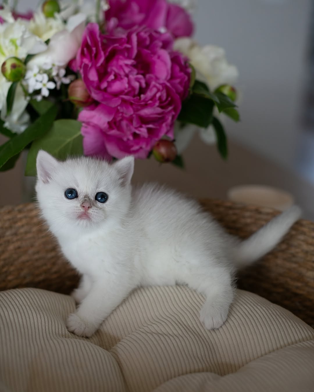Shila